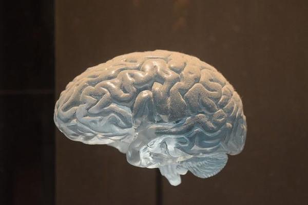brain-3120178_640.jpg